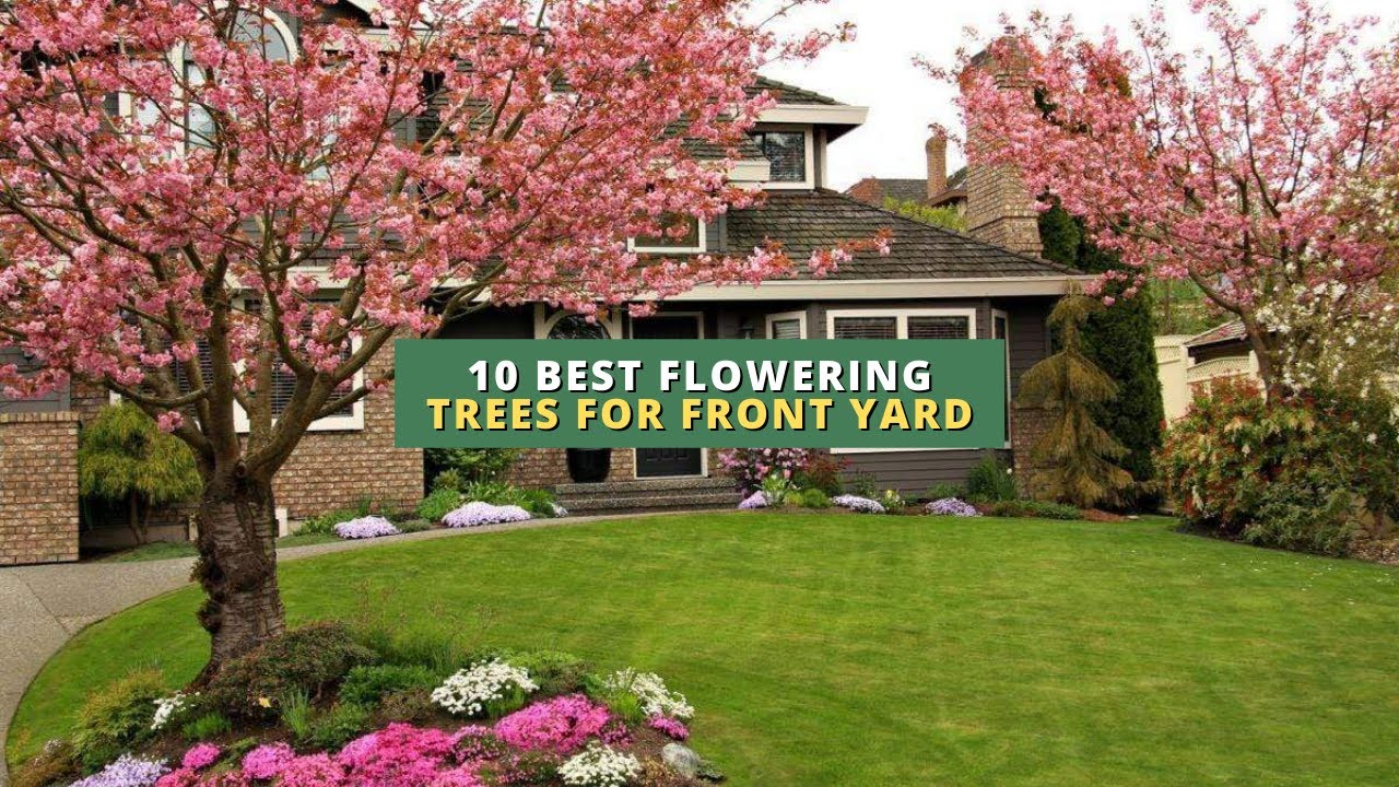 10 лучших цветущих деревьев для переднего двора 🌳🌸🏠
