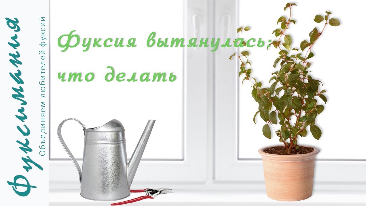 Фуксия вытянулась: что делать