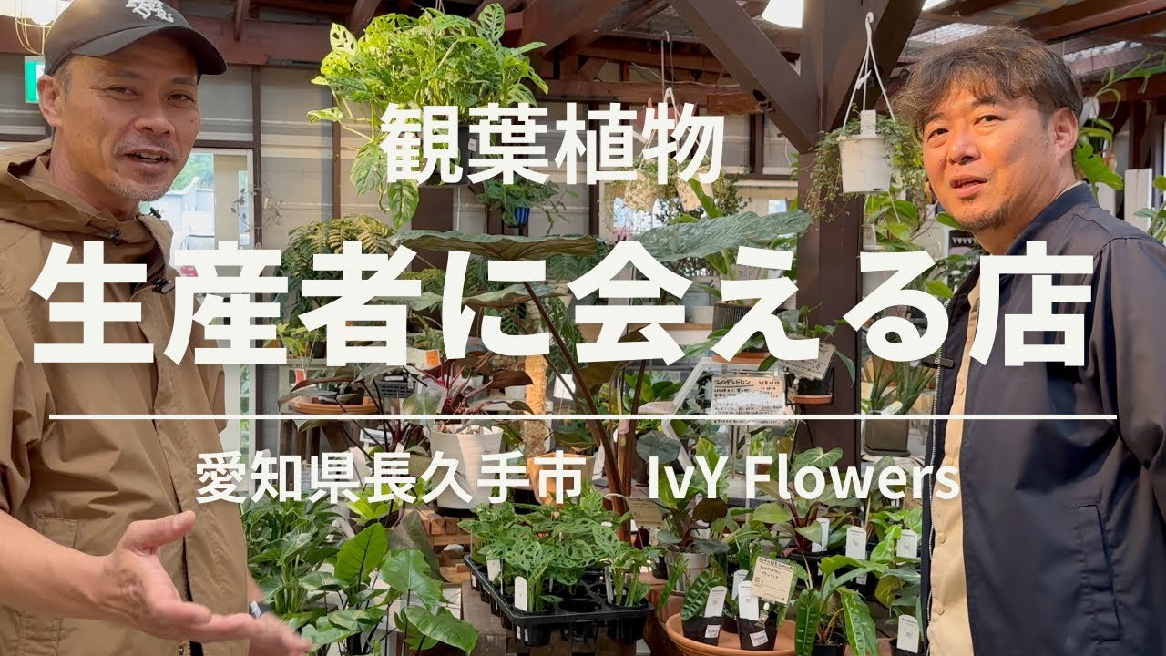 《園芸店訪問》【愛知県長久手】生産者の顔が見える情報が沢山の素敵なお店/アイビーフラワーズ