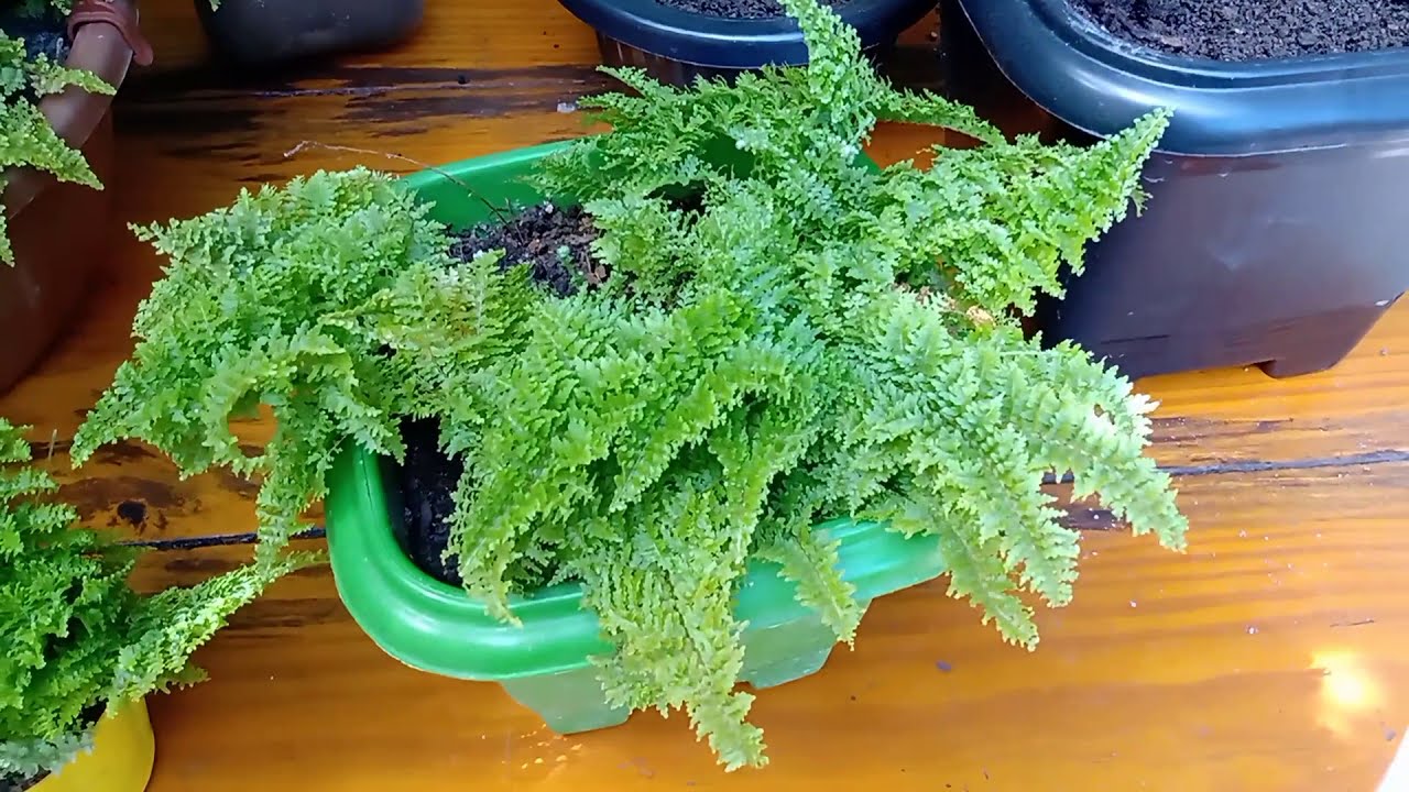 Dicas de cultivo da Samambaia Havaiana