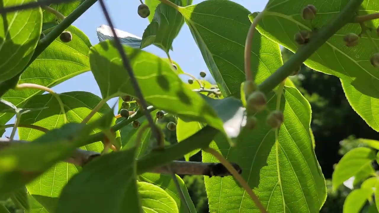 왕다래 성목 개화 3일전 점검 일지입니다