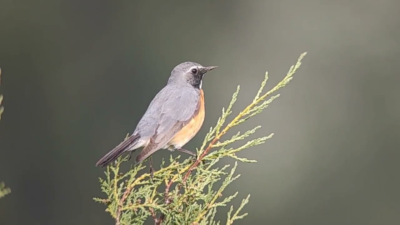 Perzische roodborst / White-throated Robin - Irania gutturalis, Turkije 2022