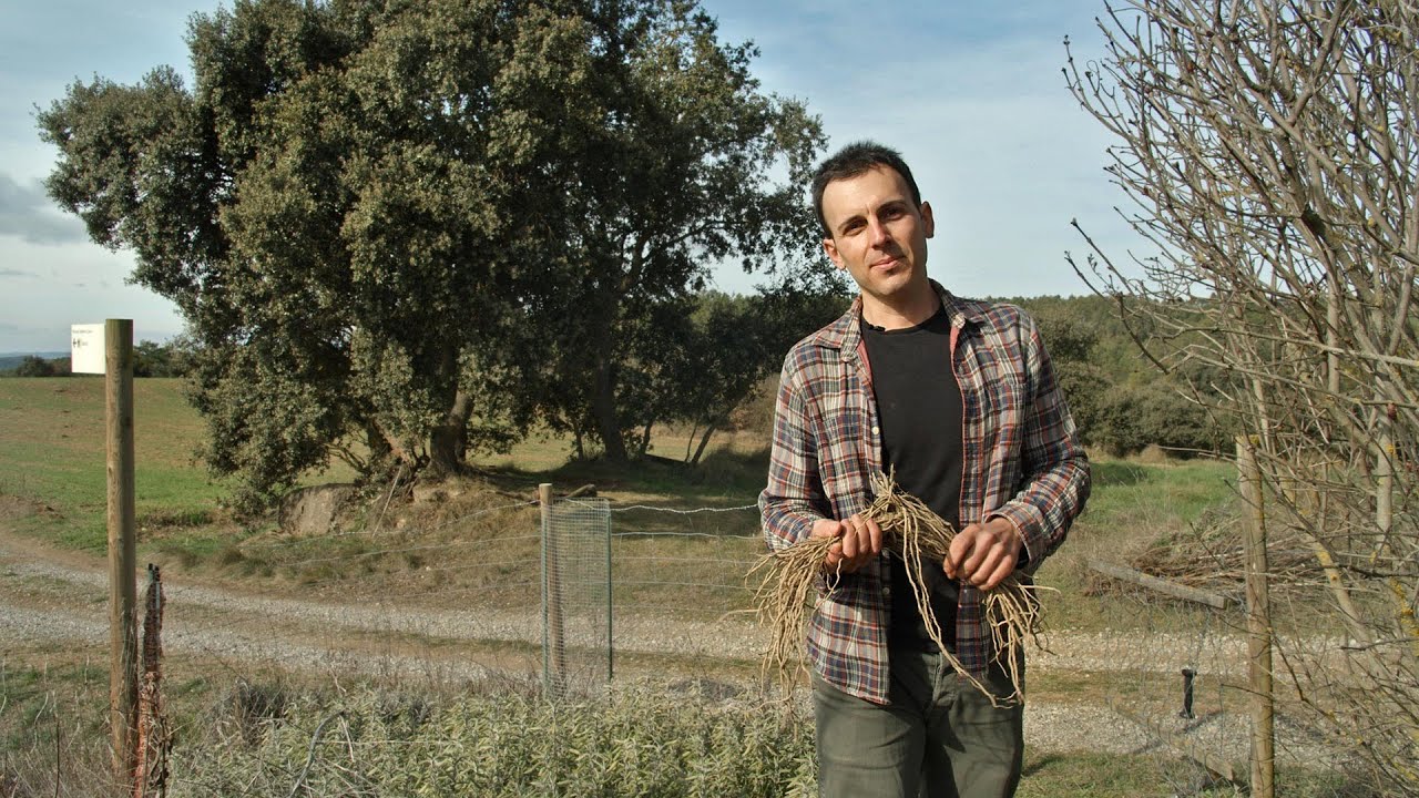 Com cultivar l'esparreguera // Marc Casabosch (E12 DIY Arrels)