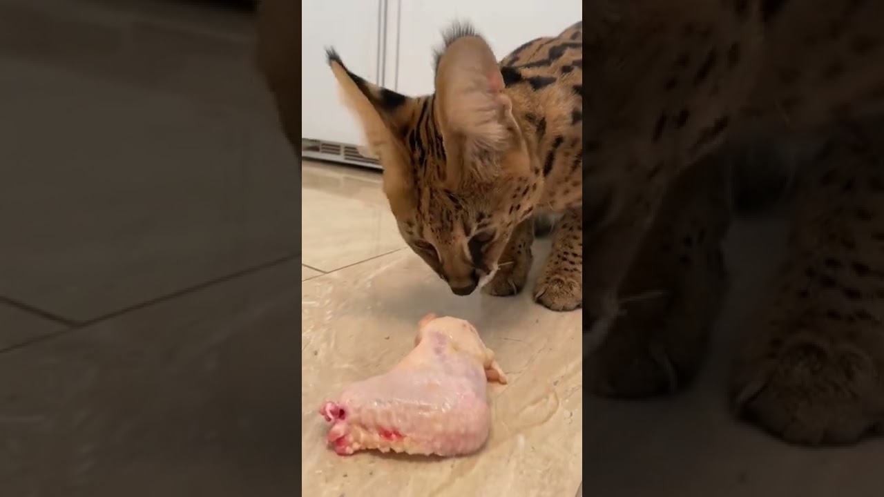 Serval cat eating