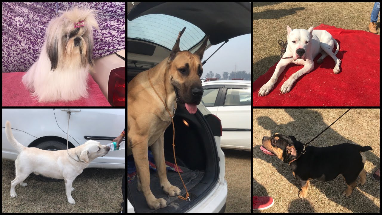Dog Show Ludhiana 27th January 2019