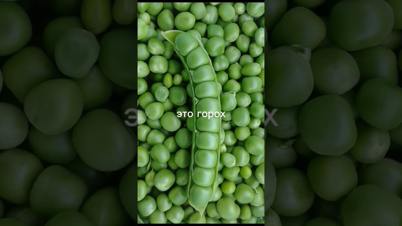 # мох#горох#лох