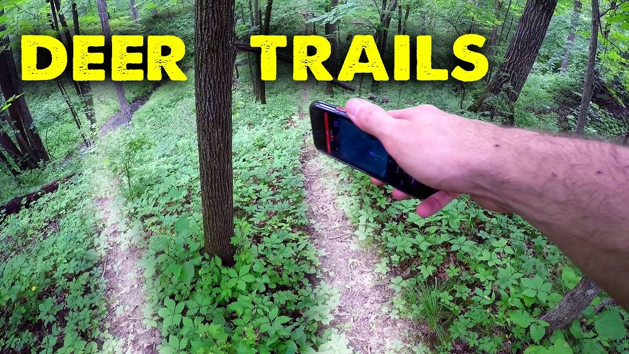 Finding Bucks with DEER TRAILS - We spotted Duck Potato (we think?)
