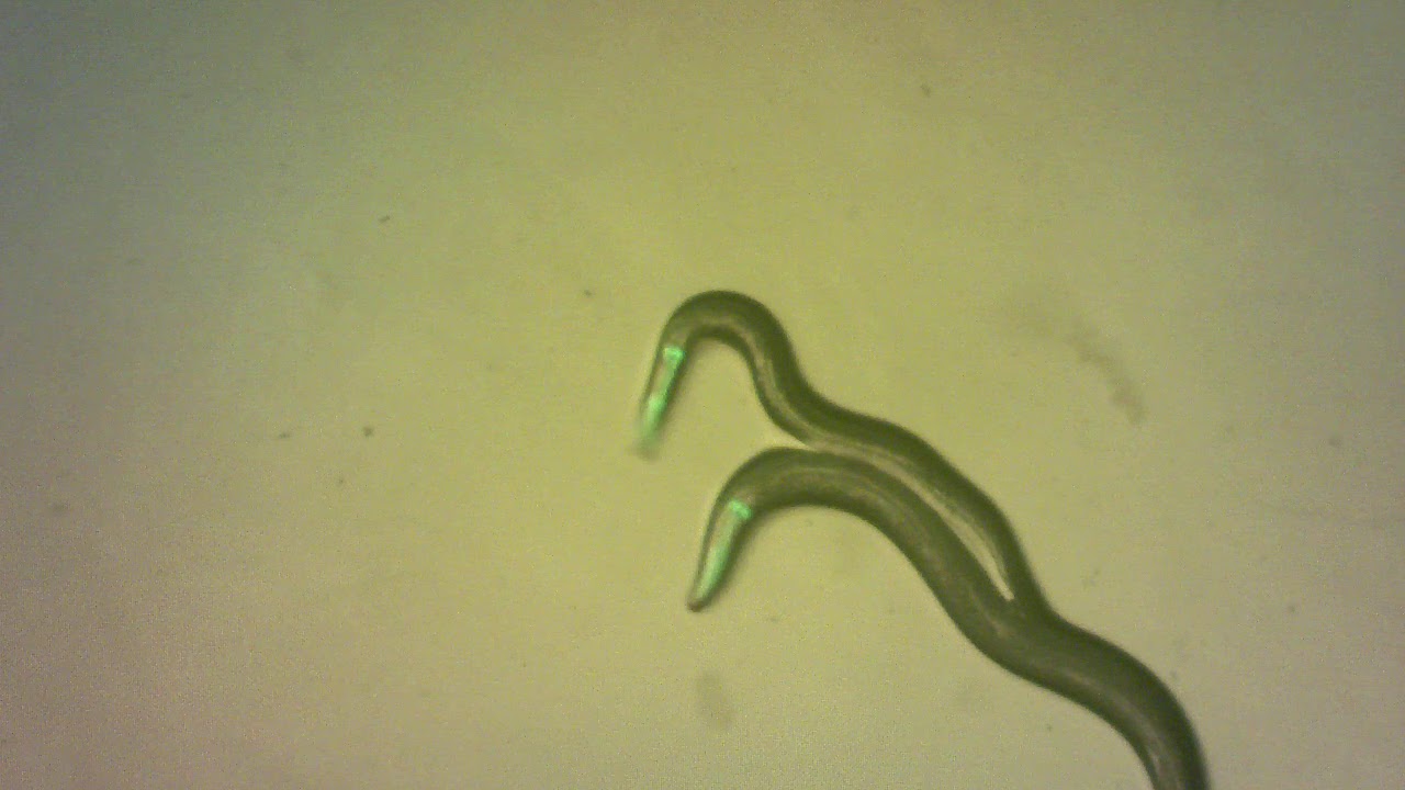 Two C. briggsae worms mating
