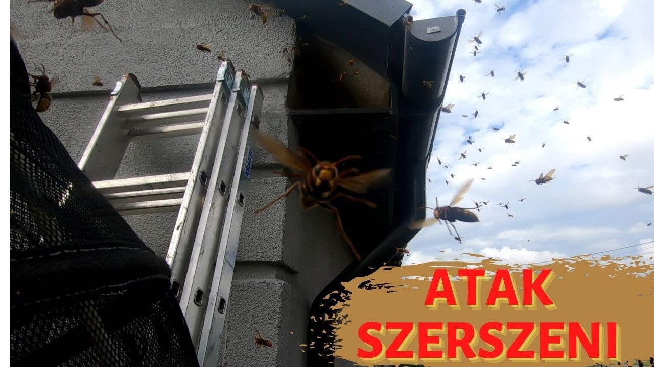 SZERSZENIE W AKCJI - usuwanie gniazda szerszeni - atak szerszeni - gniazdo szerszeni w elewacji