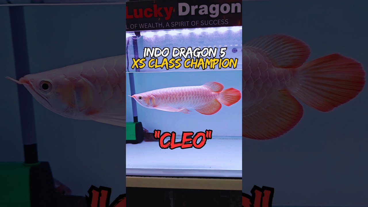 THE 10X LUCKY DRAGON'S VERY OWN INDO DRAGON 5 XS CLASS CHAMPION - CLEO
