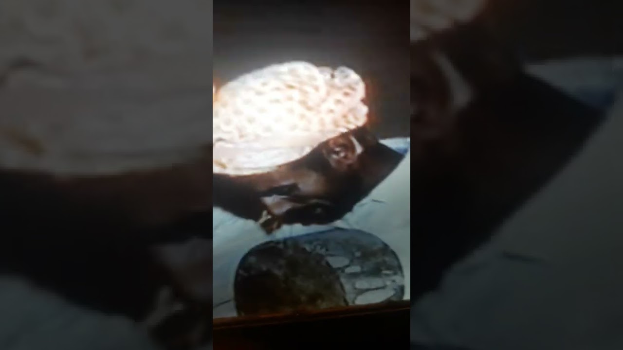 جديد الشيخ عمارة احمد 🇲🇦🇲🇦حد ولاد زباير 🇲🇦تازة🤩🤩🤩