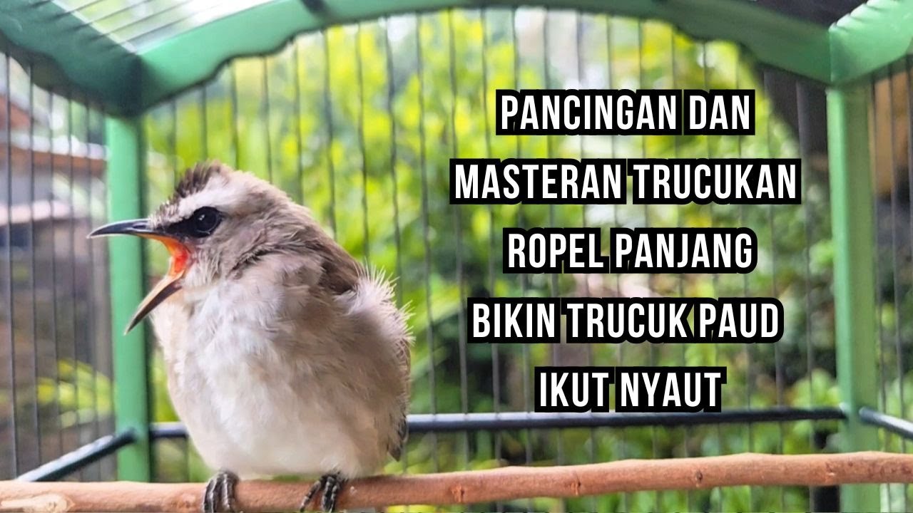 Masteran TRUCUKAN GACOR Ngalas Tarung ROPEL Paling Bagus Untuk Pancingan TRUCUK Agar Bunyi Nyaut