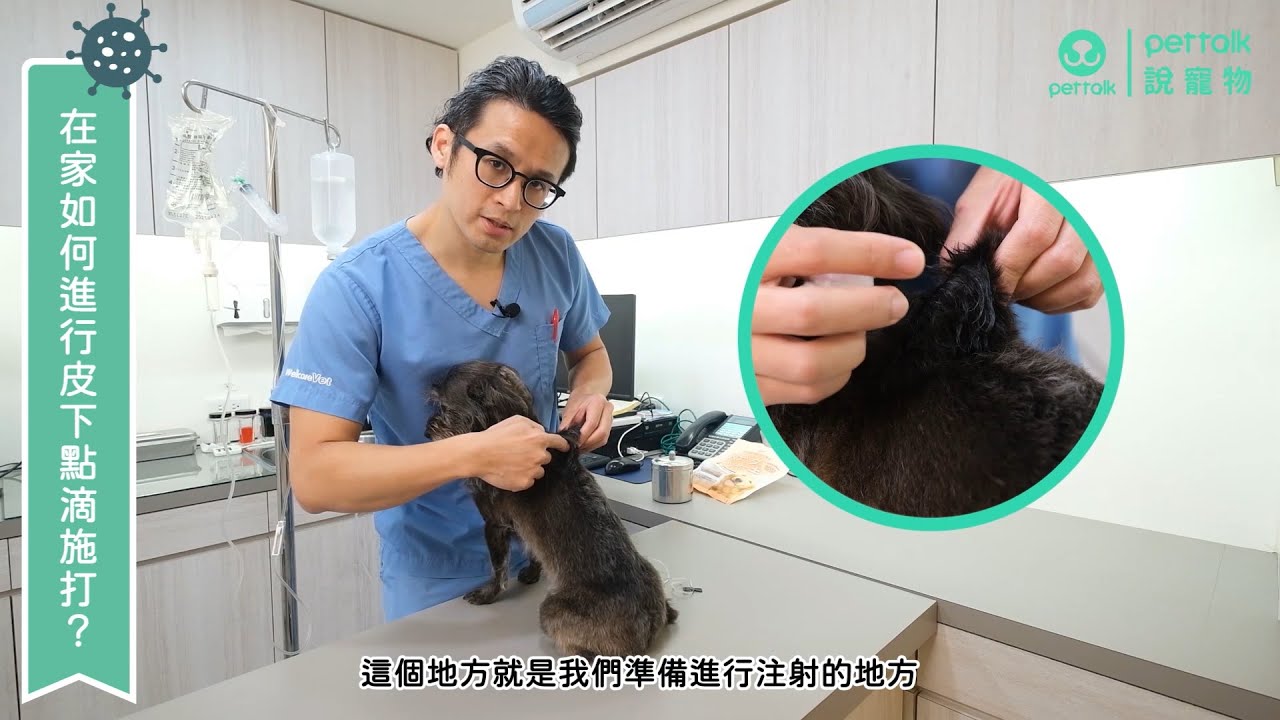 【毛孩健康小站】如何在家幫毛孩施打皮下點滴？｜宋子揚獸醫師