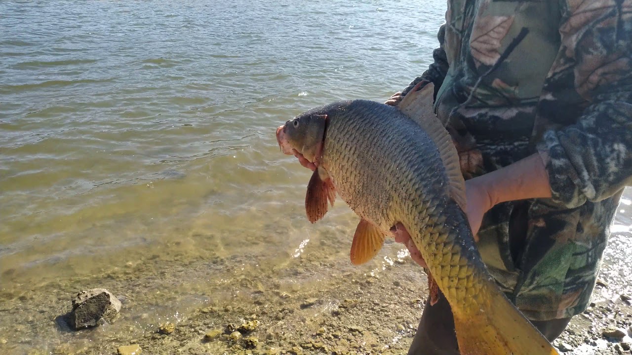 Sazan Suya iade. carp release