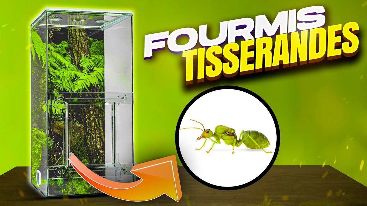 Une fourmi VERTE ?! (ma nouvelle espèce) - Oecophylla smaragdina
