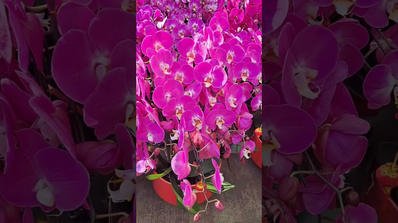 2026🌼💐🌹