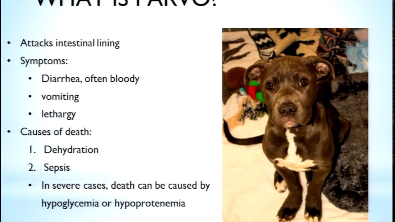 Saving Parvo Positive Pups - 2016 conference recording