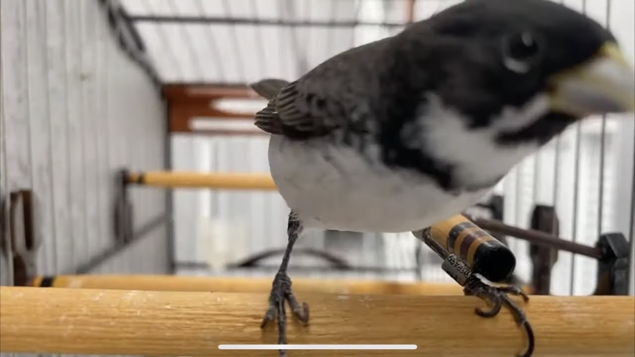 COLEIRO TU&Iacute;-TU&Iacute; CANTANDO AO VIVO (Coleiro Flash)