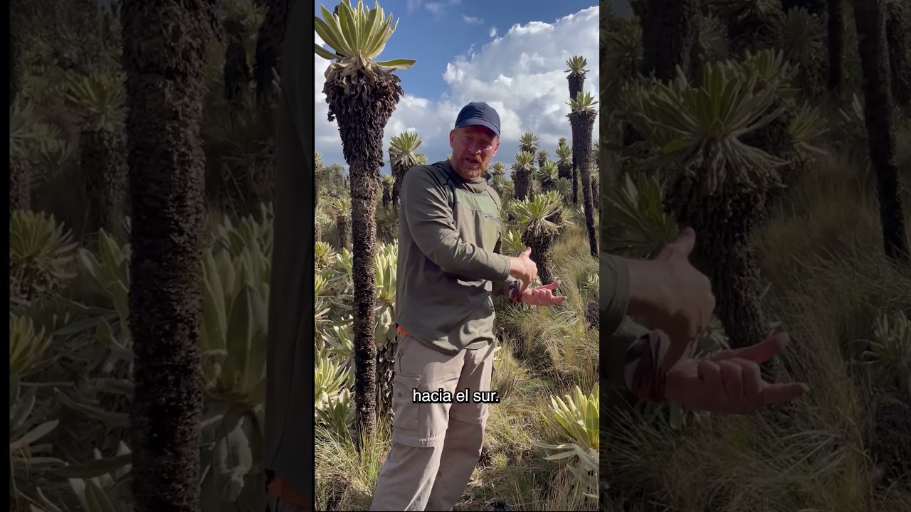 &iquest;C&oacute;mo se distribuyeron los #frailejones sobre los #paramos? #p&aacute;ramo #andes #biogeografia #espeletia