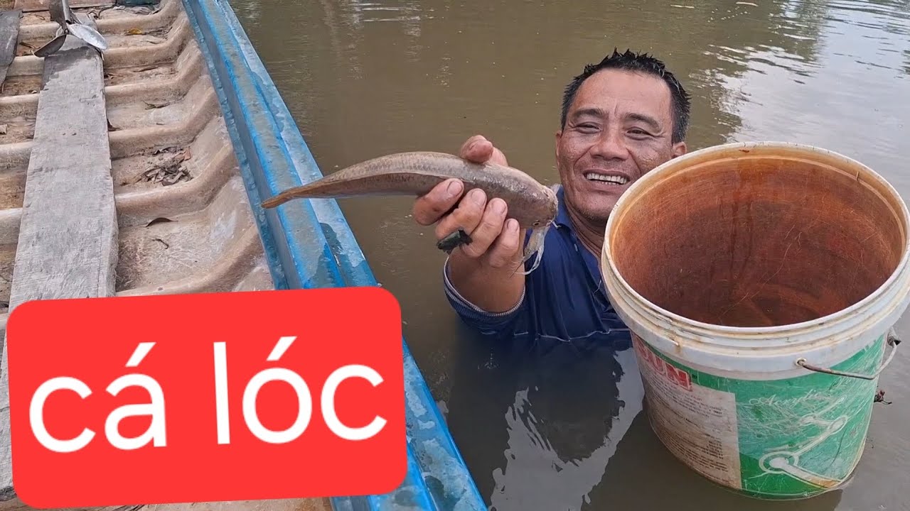 thăm lú dính cá lóc tép cá đối 
