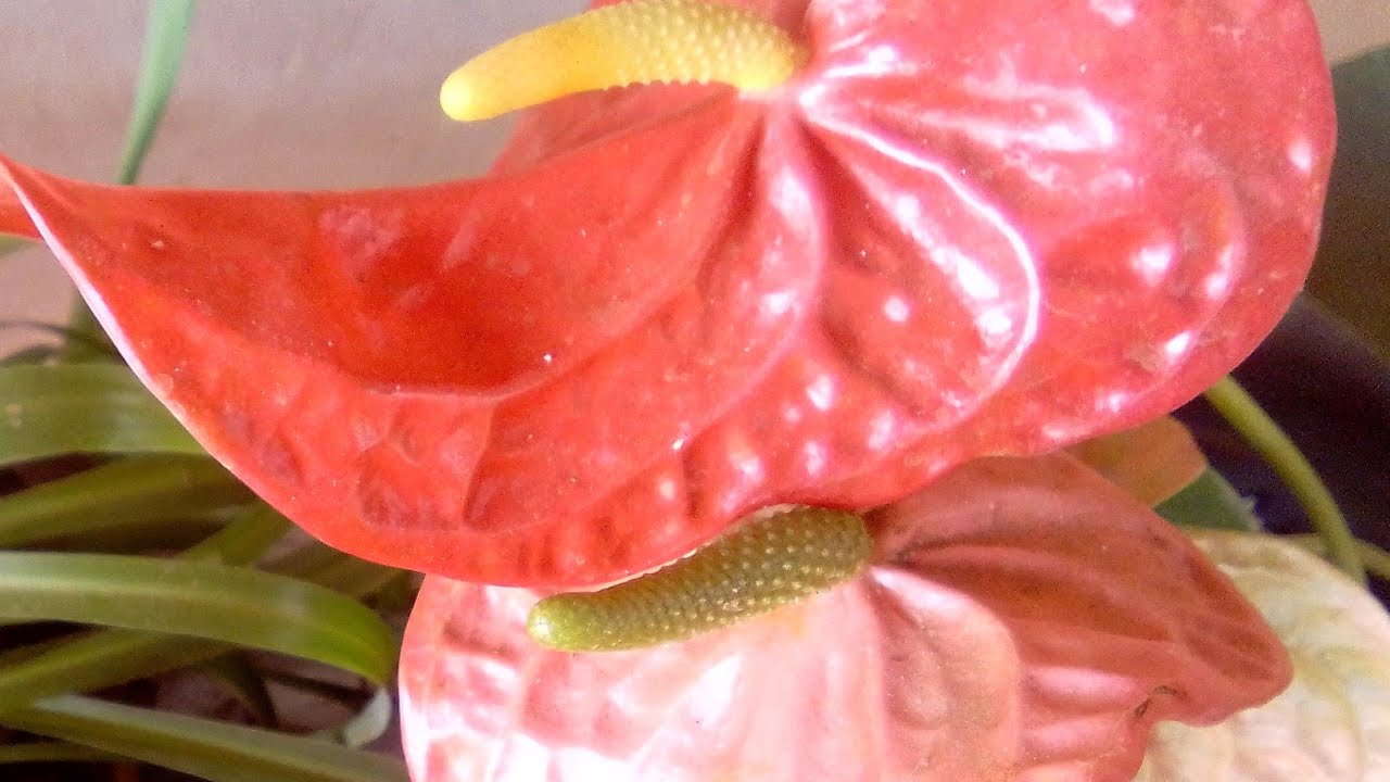 Boa tarde, Live de Quarta-feira boraa Mila e Seu Dia a Dia com Milania Lima  está ao vivo!#plantas 