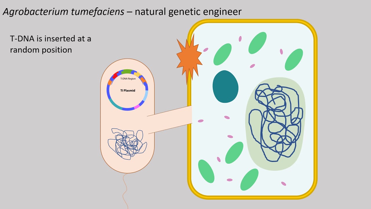 Genetic engineering 4 - Agrobacterium tumefaciens