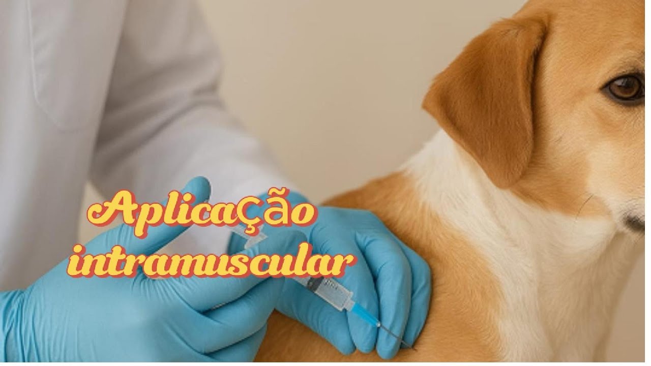 APLICAÇÃO INTRAMUSCULAR EM PEQUENOS ANIMAIS