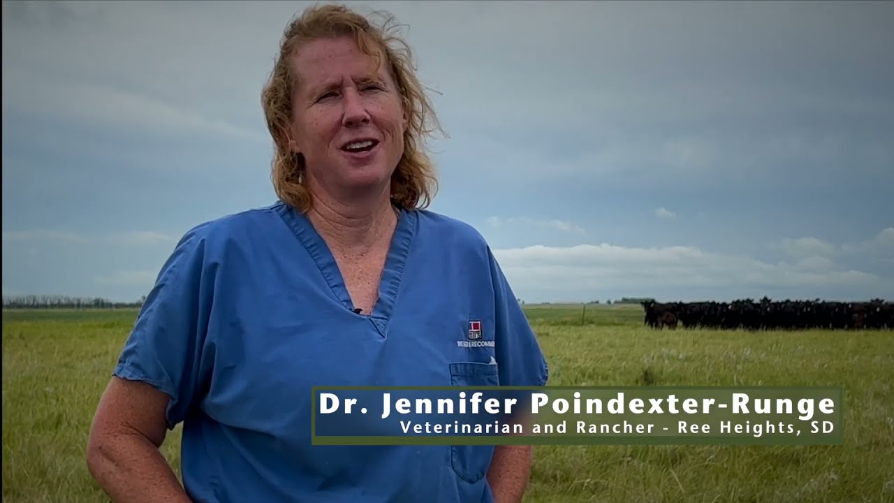 FerAppease in Treated vs Untreated Cattle