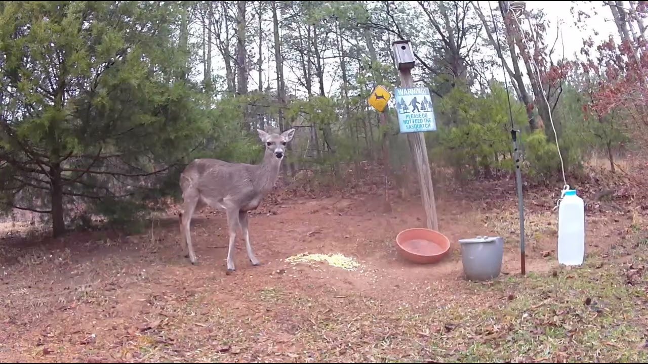 Rooster and Deer. February 26,2026