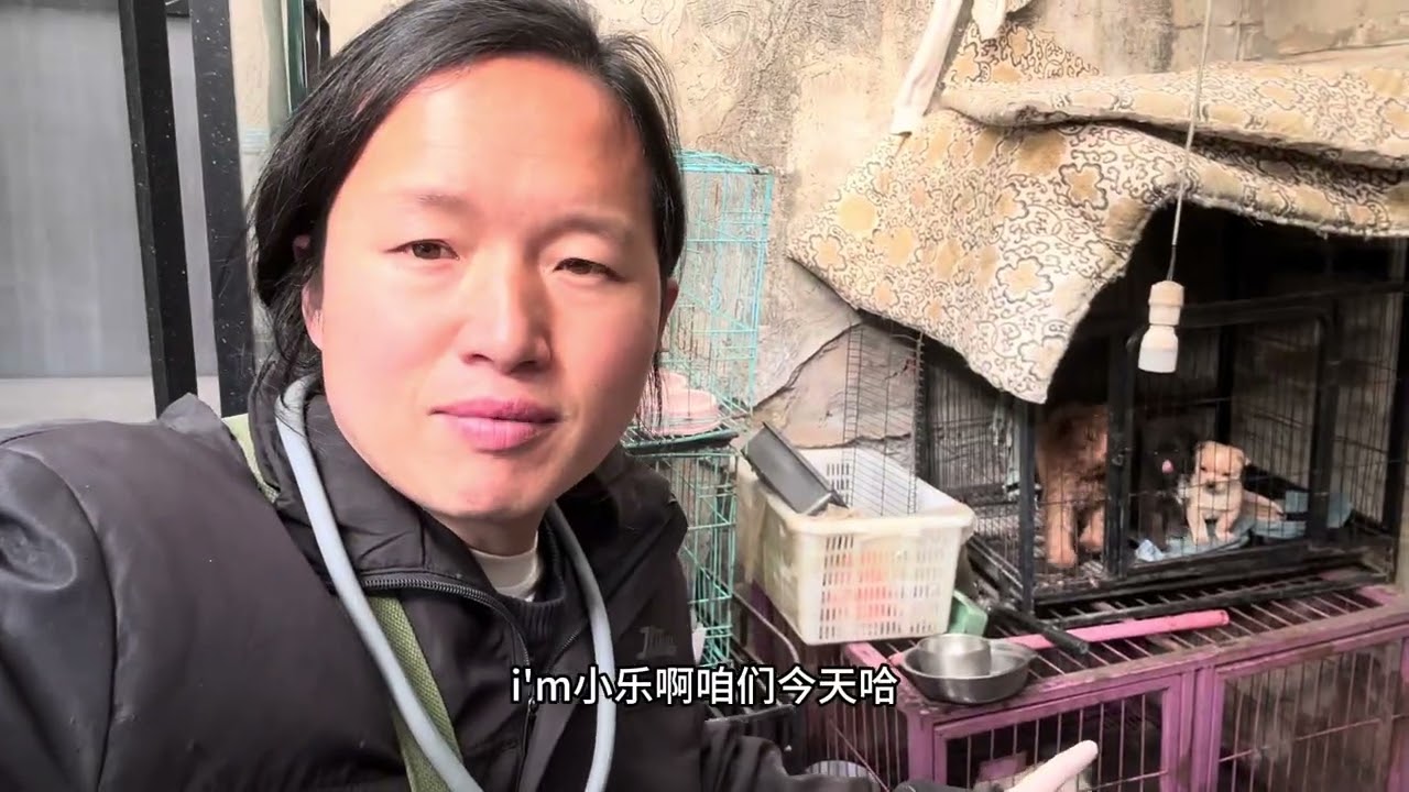 忙碌的动物救援小乐在坚持