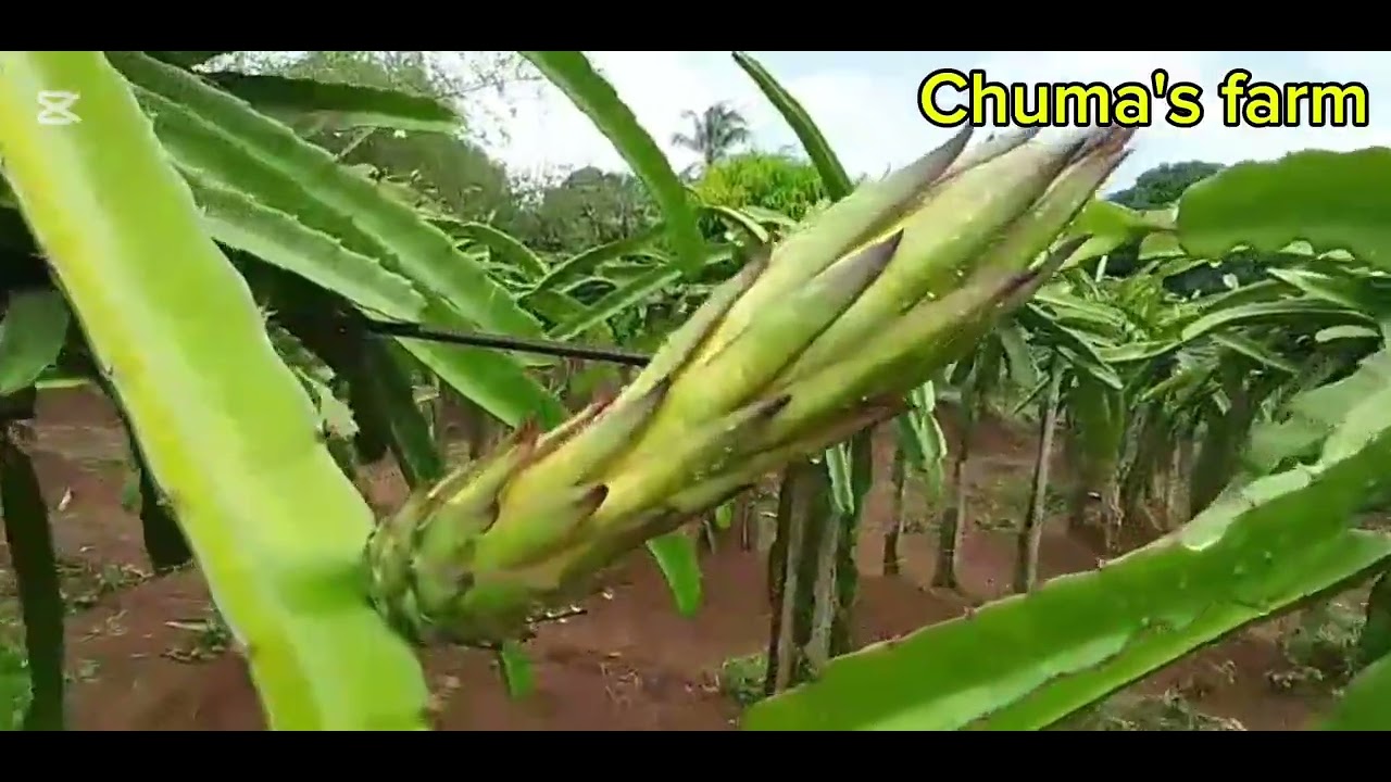 READY FOR ANOTHER DRAGON FRUIT SEASON