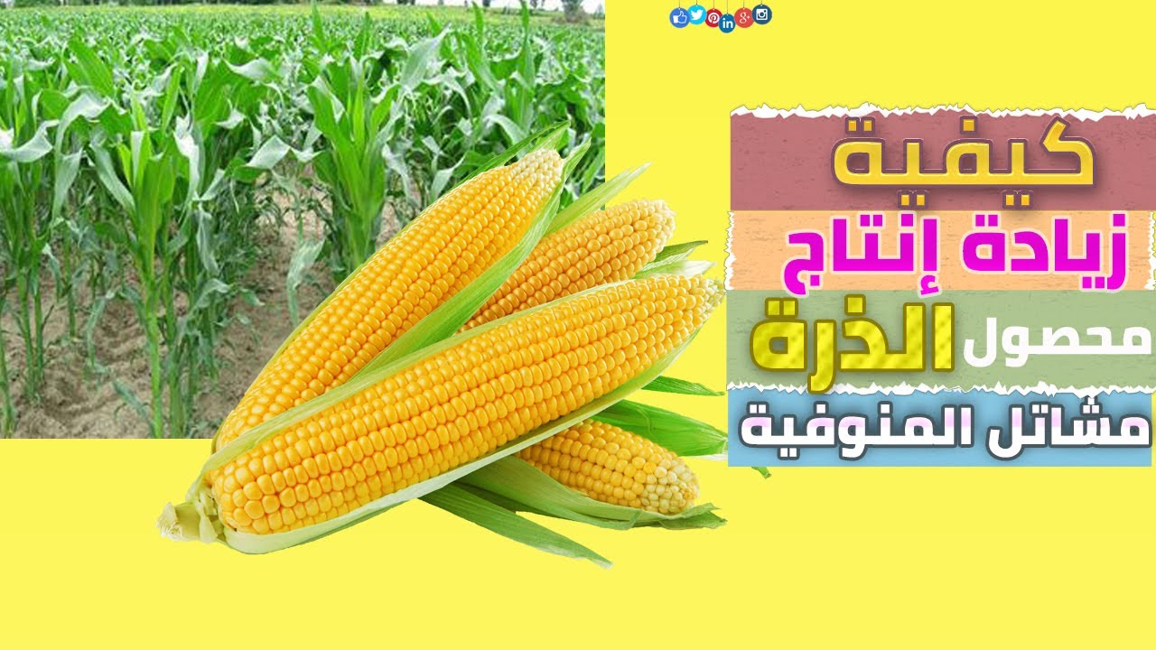 طريقة زيادة محصول الذرة 2022