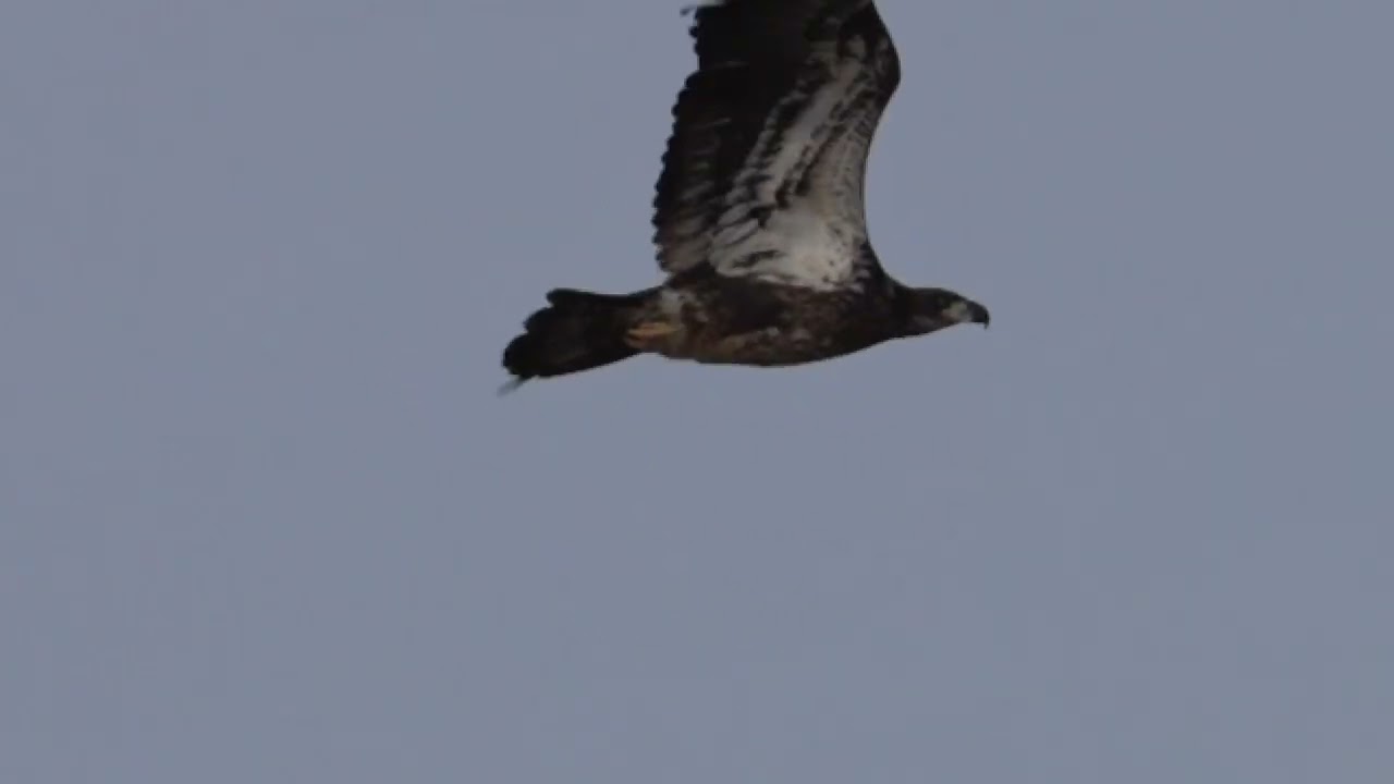 Juvenile Bald Eagle