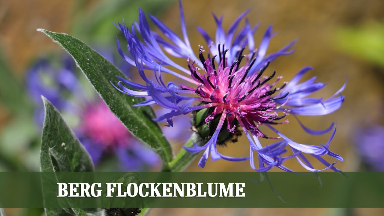 Blütenmeer und Insektenparadies - die Berg Flockenblume