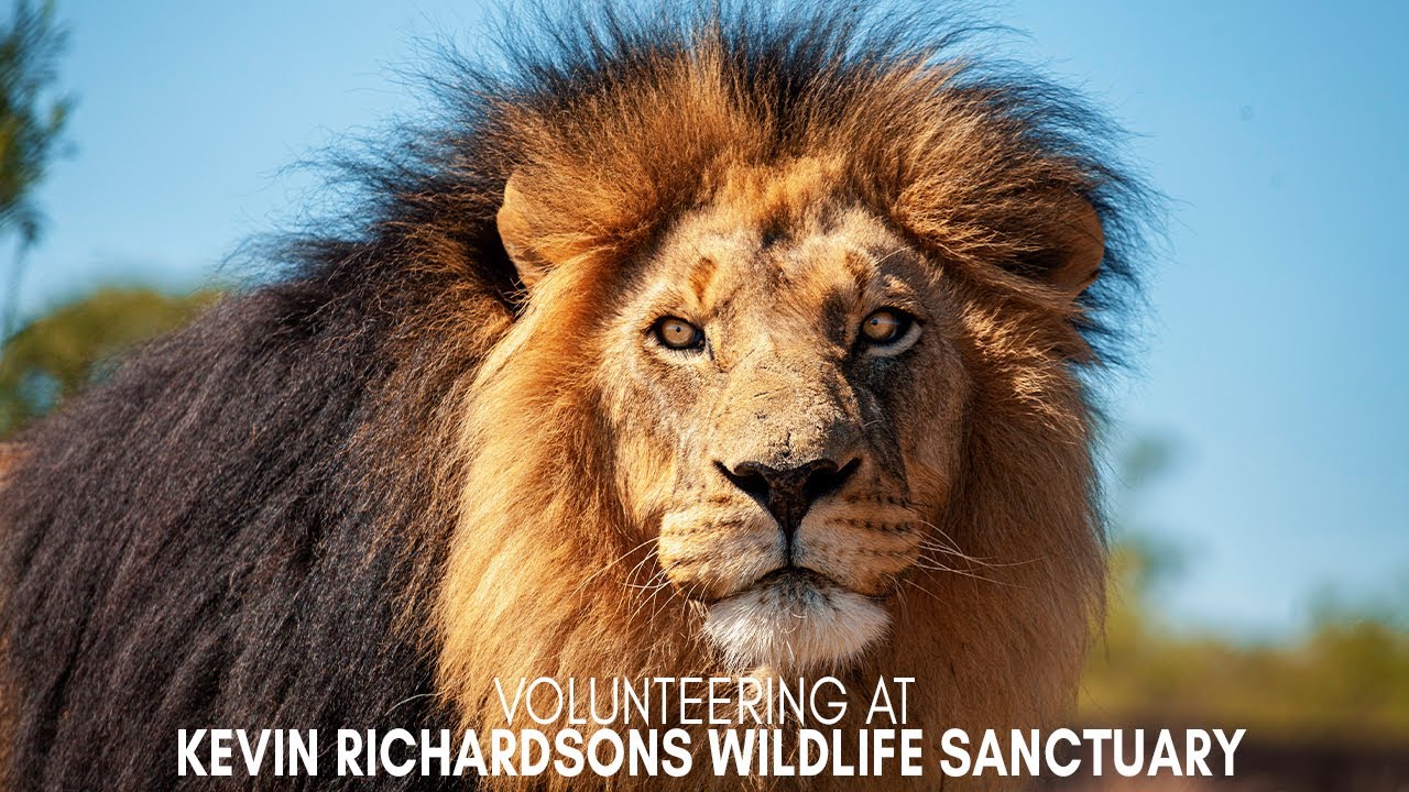 Volunteering at Kevin Richardson's Wildlife Sanctuary - Raw Videos