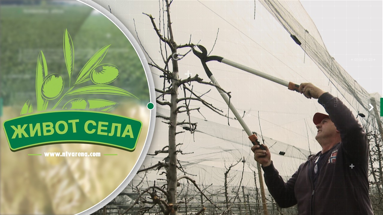 Od nekadašnjih 14 voćara ostala samo dva, kakva je budućnost proizvodnje jabuke u Semberiji ?