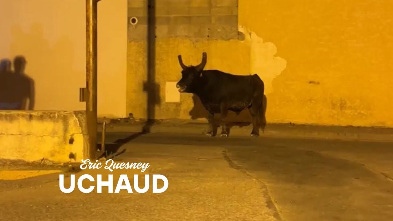 EN DIRECT Encierro Uchaud le 14 août 2025 manade Aubanel 