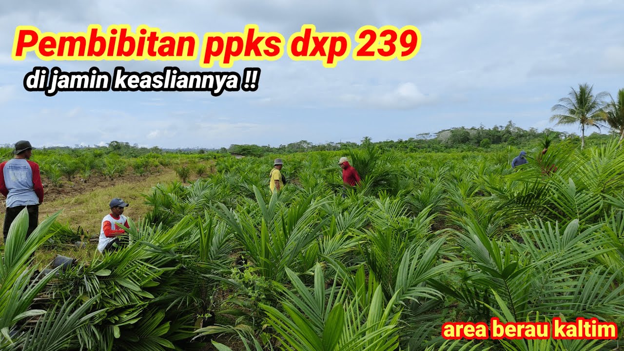 pembibitan ppks 239 yang asli!! Antar anggota datang jauh-jauh dr kobun kutim cari bibit siap tanam