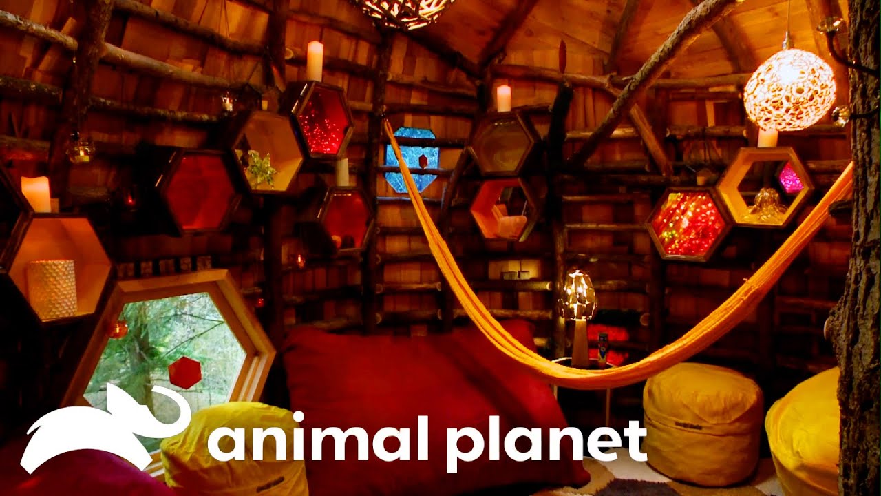Most UNIQUE, Creative and Fun Treehouses of Season 6! | Treehouse Masters | Animal Planet