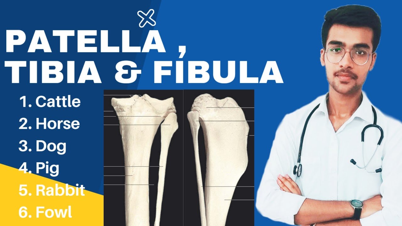 Patella , Tibia & Fibula || Complete description with species differences || Aniket tyagi