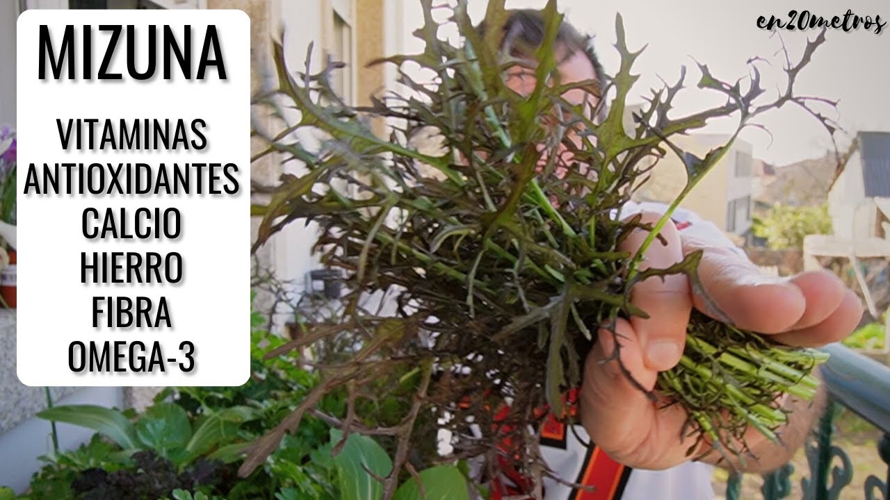 (EP 01) ALIMENTOS SALUDABLES: MIZUNA y otras VERDURAS ORIENTALES en casa || en20metros