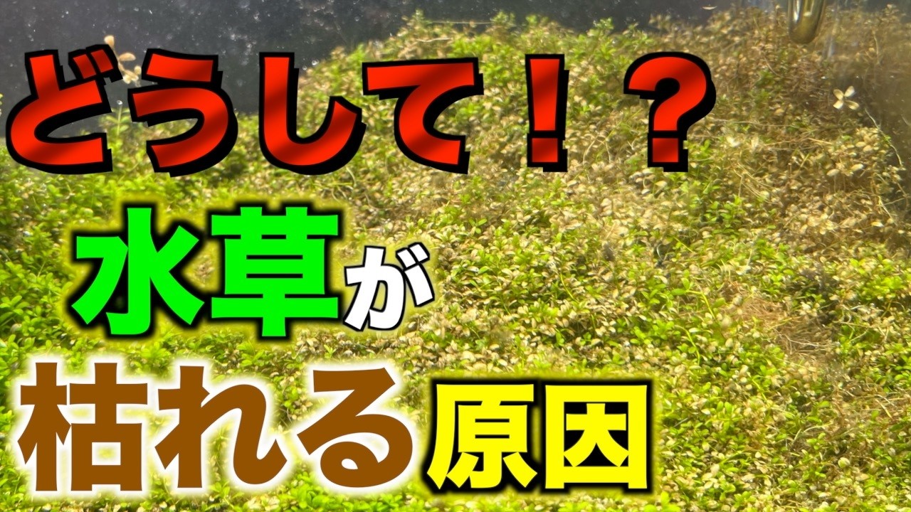 【水草が枯れる】原因は1つじゃない！なぜ水草が枯れてしまうのか分かりやすく解説！
