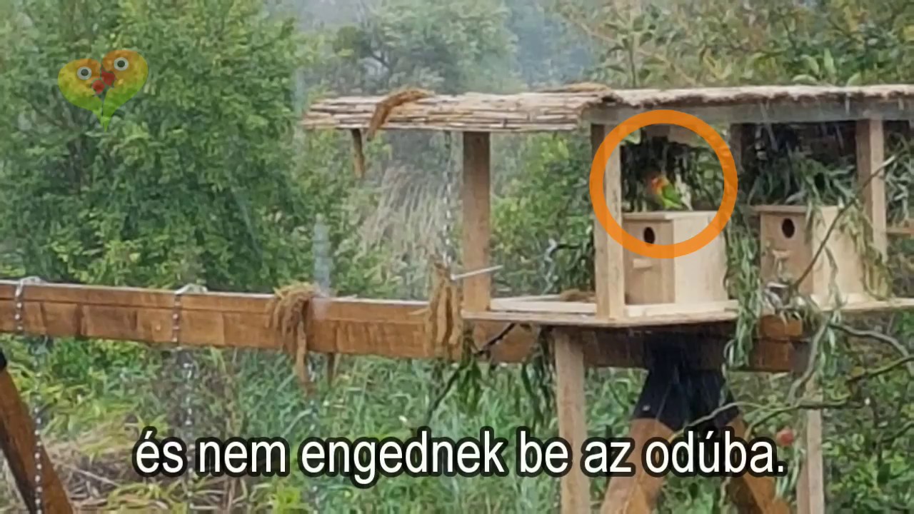 Törpepapagájok szabadon