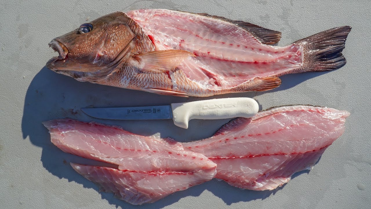 How To Clean and Fillet Mangrove Snapper