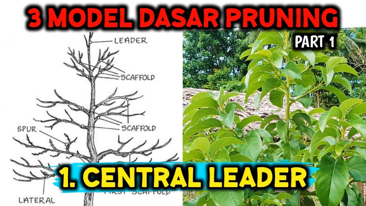 MODEL CENTRAL LEADER ‼️ CARA PEMANGKASAN BENTUK POHON ALPUKAT