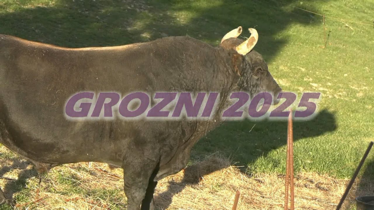 - GROZNI BRAĆE REZO IDE NA KIMBA NEDŽADA KOZARCA U DICMO KOD KOKANA