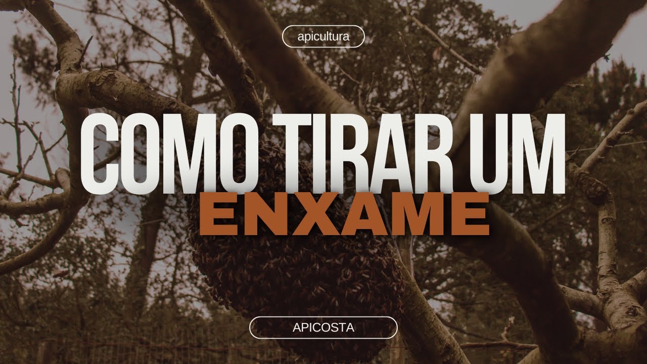 Como tirar um enxame de abelhas de uma árvore.