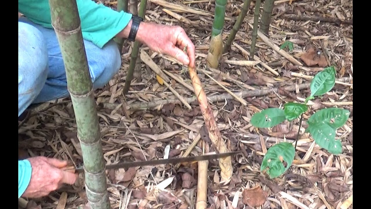 Colhendo Broto de Bambu de Vara de Pescar - 05/12/2020