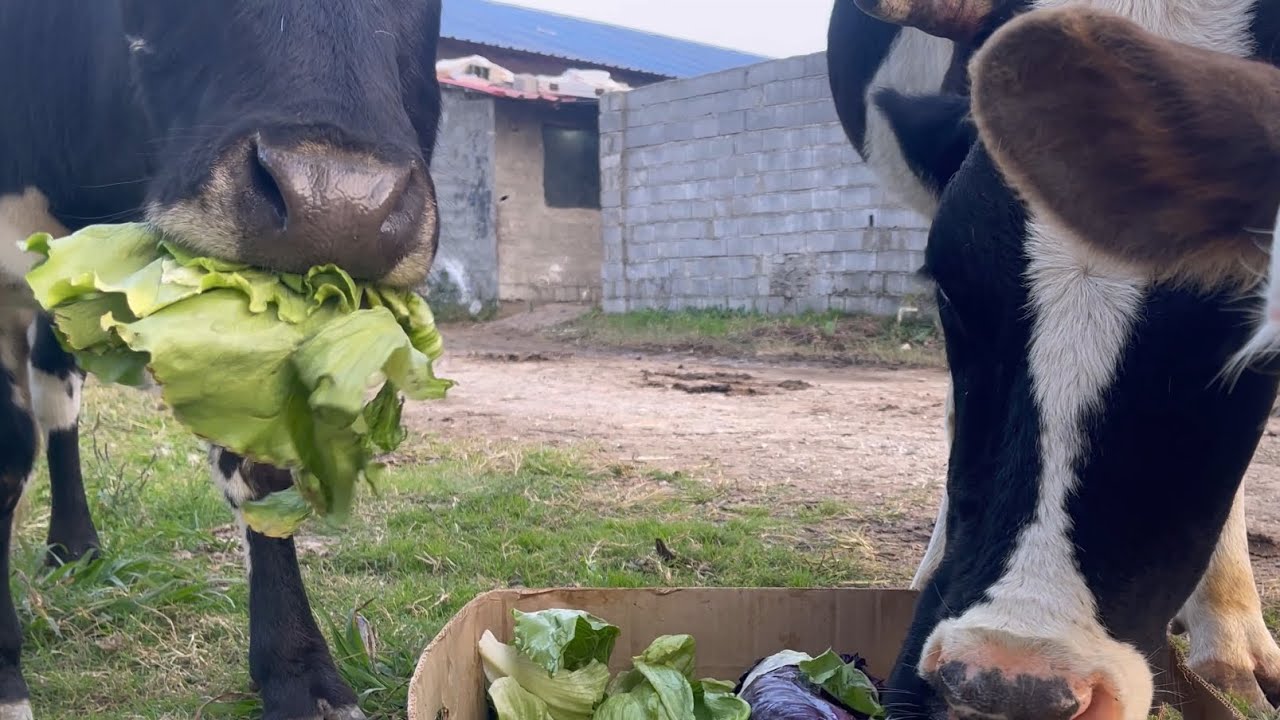 Cow Lettuce ASMR 🤤🥬 | Turn your volume UP!”