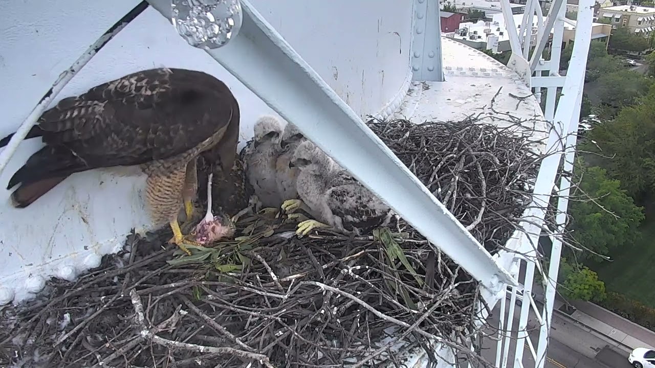 Baby Red-Tailed Hawks - May 2023